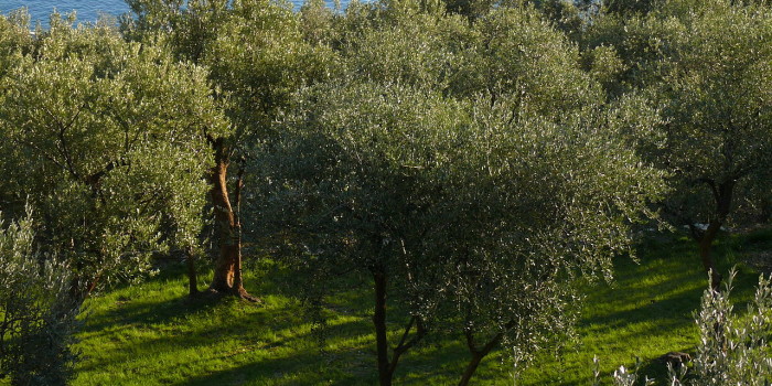 olivocletus